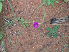 Calandrinia reticulata