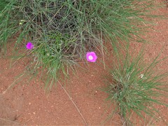 Calandrinia reticulata