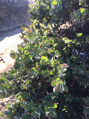 Arctostaphylos auriculata