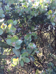 Arctostaphylos auriculata