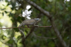 Mount Kulal Chameleon photo 4