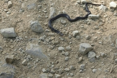 Erythrolamprus epinephalus