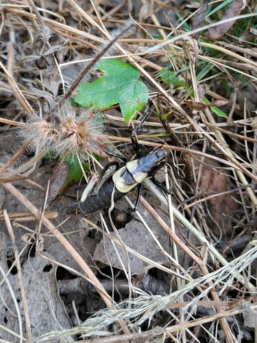 Alpine Dark Bush-cricket, Madjarovo, Bulgaria, photo 7 of 10