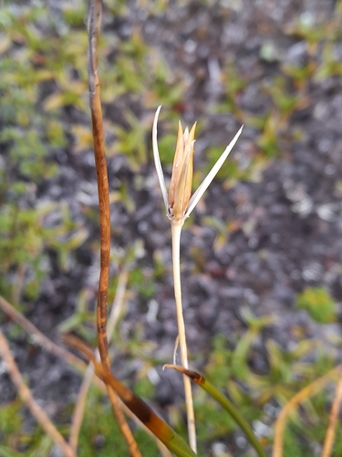 Image of Marsippospermum grandiflorum by (c) Flavien Saboureau, some rights reserved (CC BY)