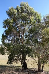 Eucalyptus stellulata