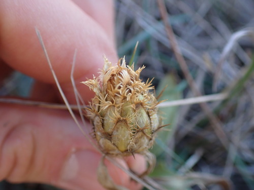 Image of Centaurea collina by (c) Franck Cabot, some rights reserved (CC BY)