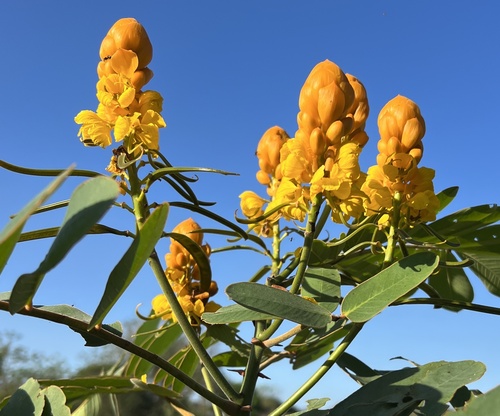 Senna reticulata - Whole tree