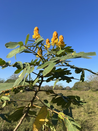 Senna reticulata - Leaves