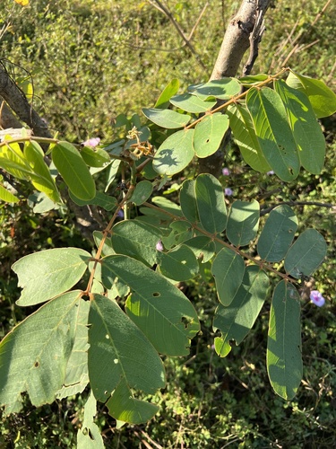Senna reticulata - Leaves