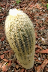 Espostoa