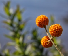 Buddleja globosa