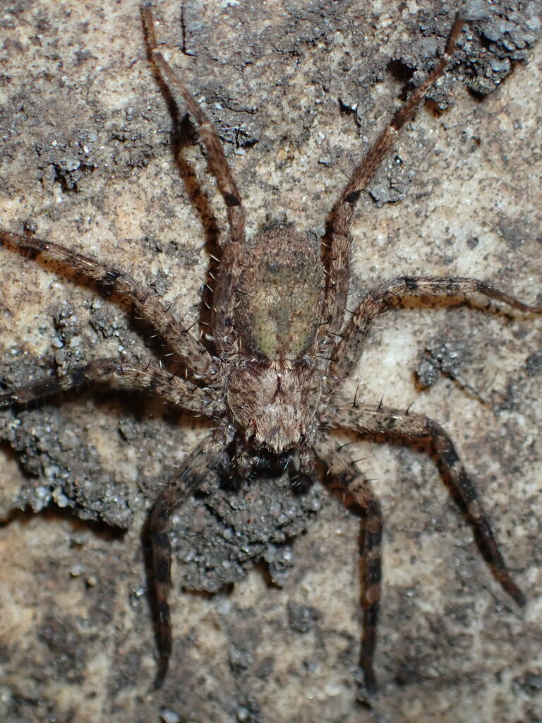 Anyphops from Newlands, Cape Town, 7700, South Africa on December 24