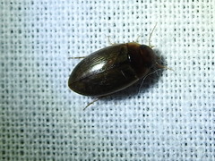 Copelatus chevrolati