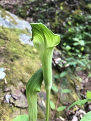 Arisaema triphyllum