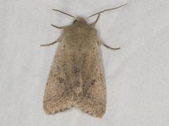 Orthosia pacifica