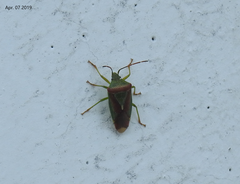 Acanthosoma spinicolle