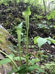 Arisaema triphyllum