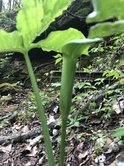 Arisaema triphyllum