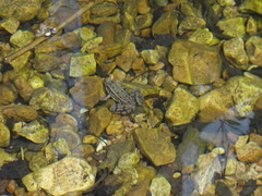Lithobates sphenocephalus utricularius