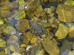 Lithobates sphenocephalus utricularius