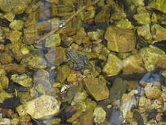 Lithobates sphenocephalus utricularius