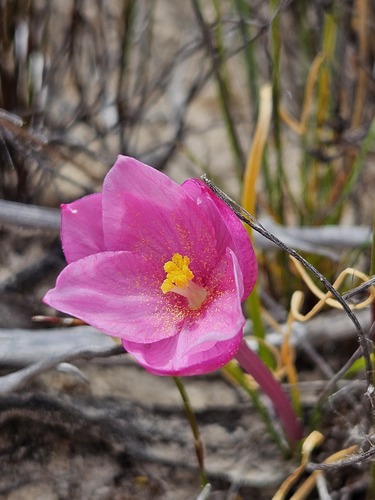 Gethyllis transkarooica