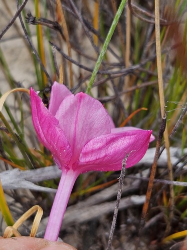 Gethyllis transkarooica