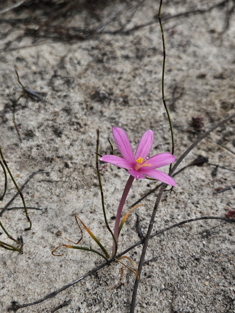 Gethyllis transkarooica, Cape Winelands District Municipality, South Africa