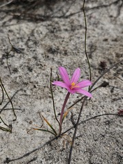 Gethyllis transkarooica