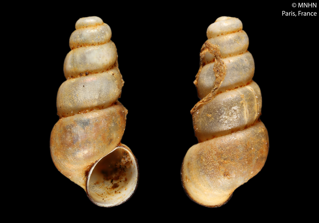 Bythinella calquierensis
