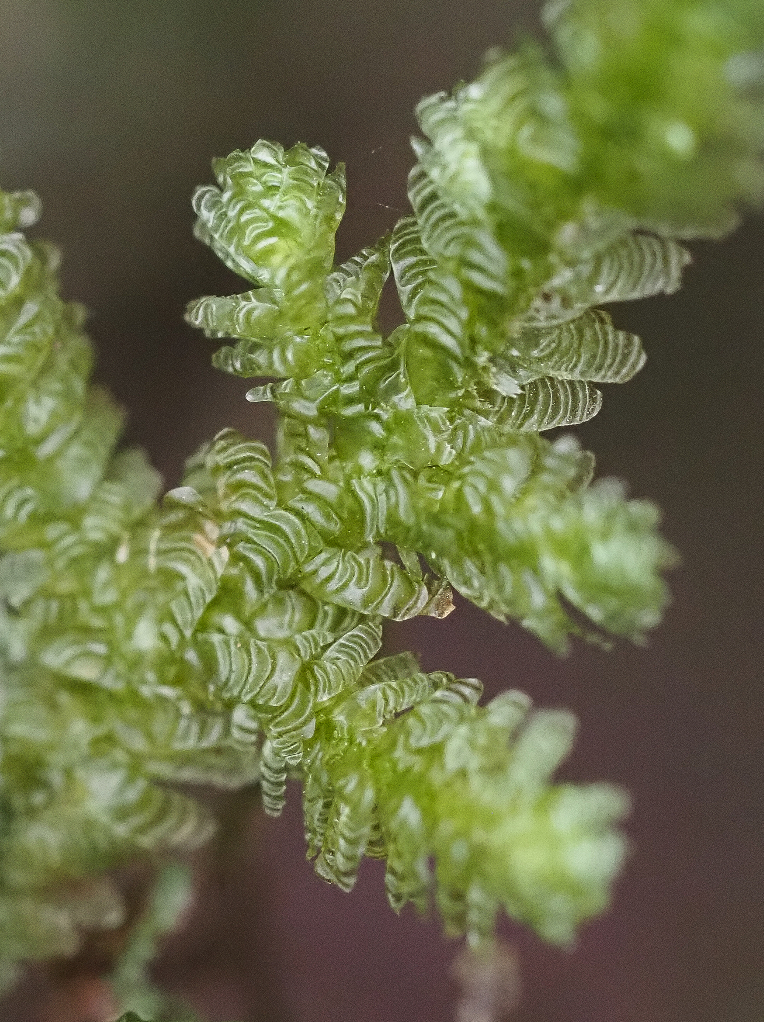 Exsertotheca crispa