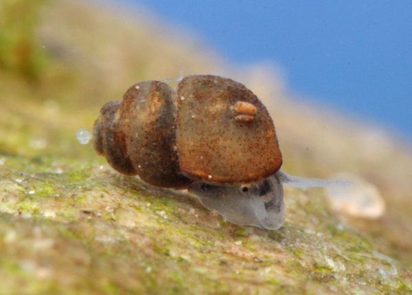 Bythinella reyniesii