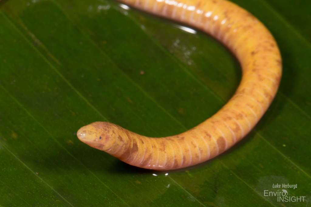Tropical African Caecilians