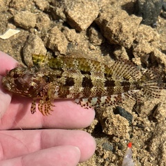 Puffcheek Blenny photo 3
