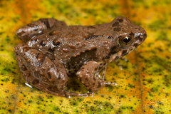 Calm Puddle Frog photo 2