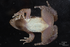 Calm Puddle Frog photo 3