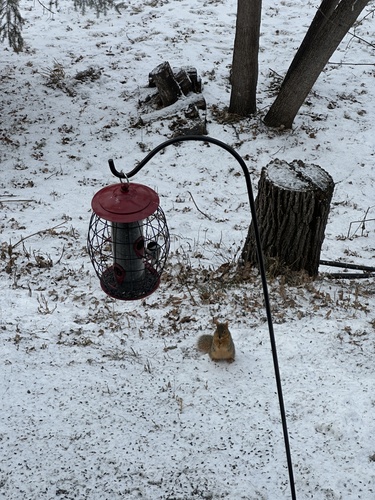 Eastern Fox Squirrel
