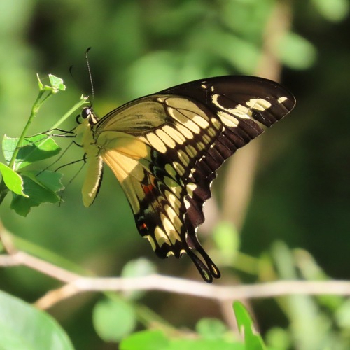 Thoas Swallowtail (Heraclides thoas)