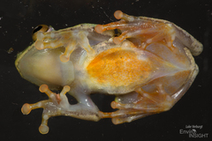 Moller's Gulf Frog photo 3