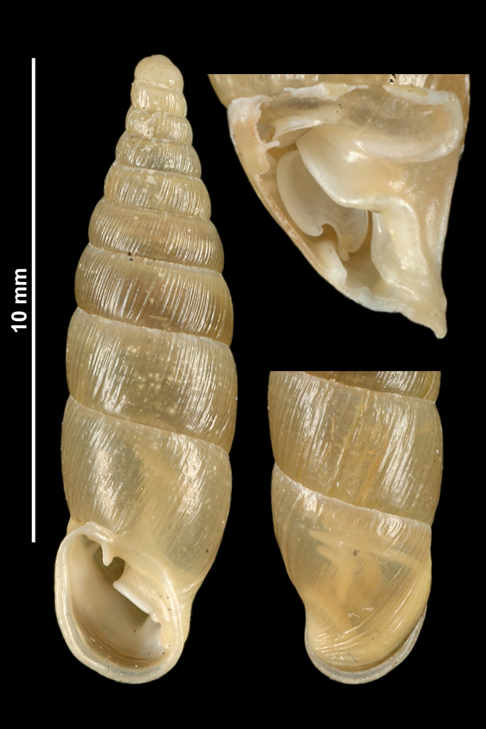 Cochlodina triloba