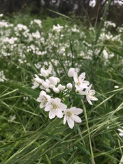 Allium neapolitanum