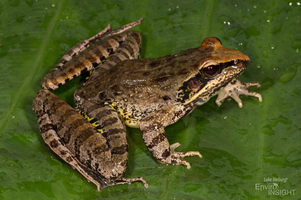 Newton's Grassland Frog