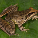 Newton's Grassland Frog - Photo (c) Luke Verburgt, some rights reserved (CC BY-NC), uploaded by Luke Verburgt