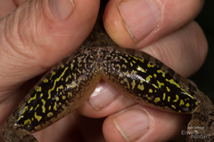 Newton's Grassland Frog photo 3