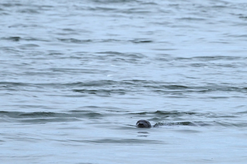 Harbor Seal photographed in New Jersey