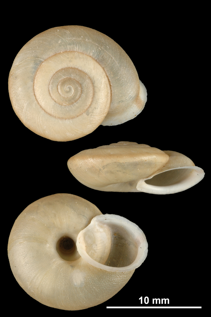 Corneola acrotricha