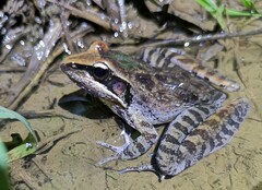 Newton's Grassland Frog photo 2