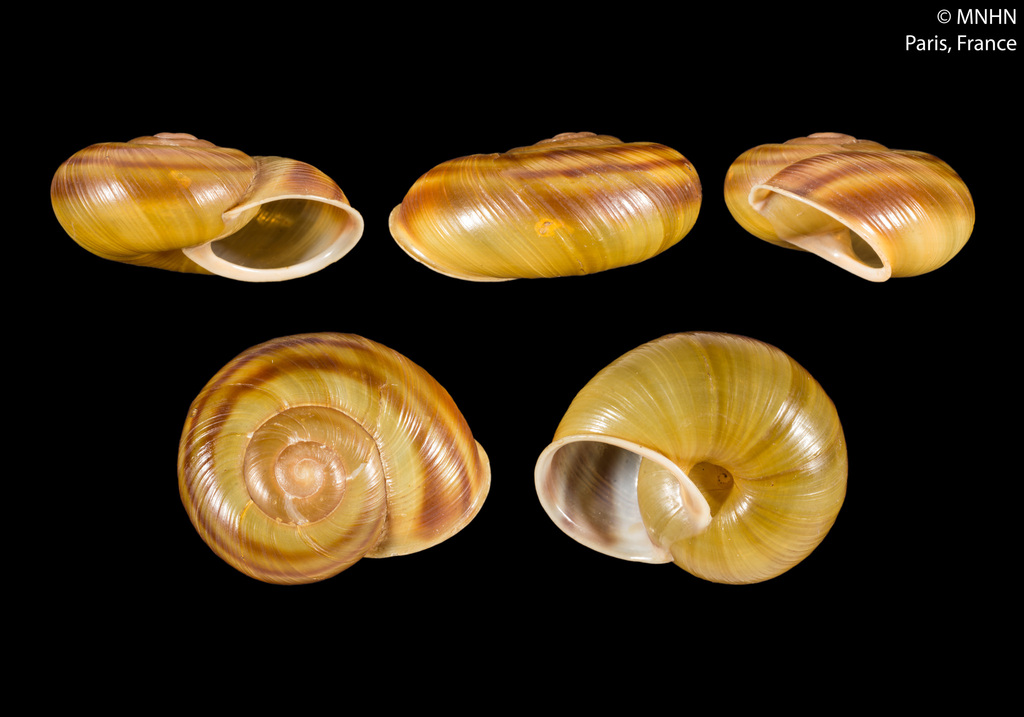 Tacheocampylaea cyrniaca
