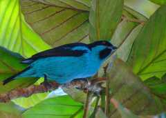 Turquoise Dacnis photo 2