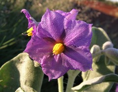 Solanum lasiophyllum